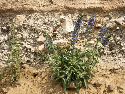 Dépôt de nuée ardente