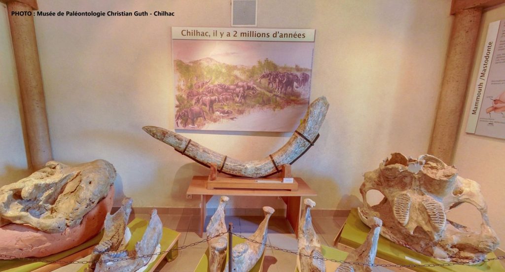 Fossiles de mastodontes au musée de Chilhac