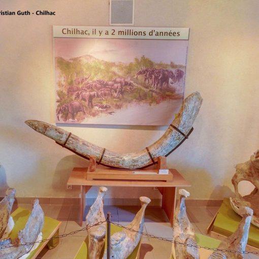 Fossiles de mastodontes au musée de Chilhac