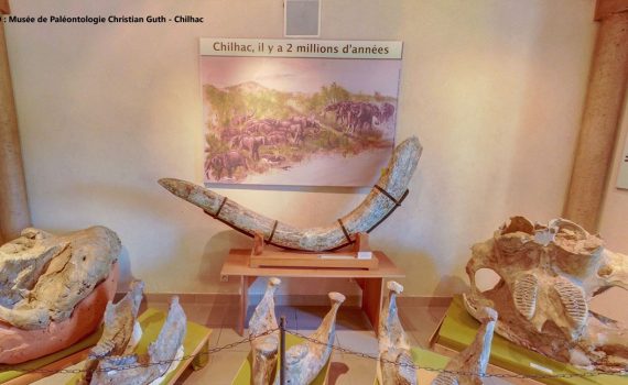 Fossiles de mastodontes au musée de Chilhac